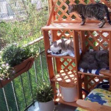 Cat Barrier for Small Patio