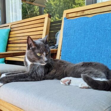 Cat on patio furniture