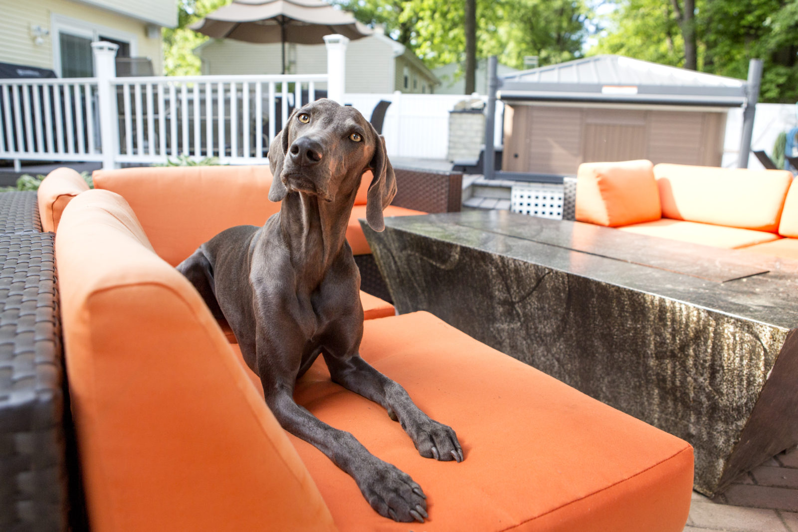how do i keep my dog off my outdoor furniture