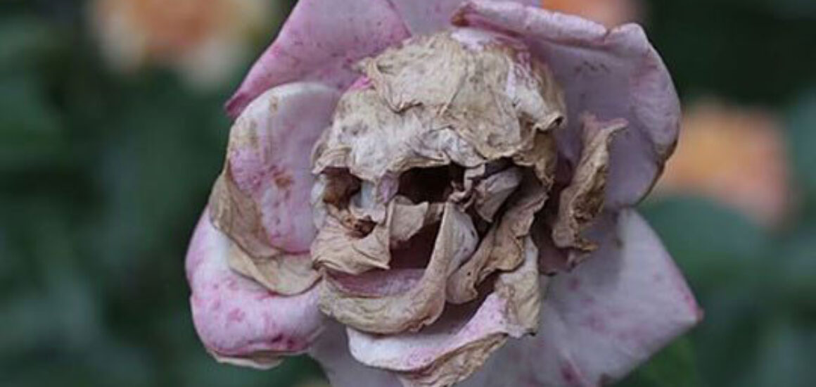 Skull face in dead flower