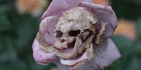 Skull face in dead flower