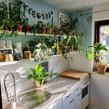 HOuse plants add a wow facotr