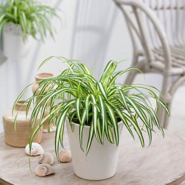 Pet friendly Spider Plant on table