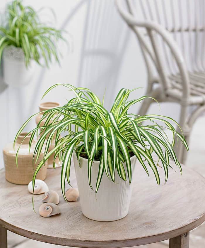 5 Pet Friendly Houseplants That are Safe for Your Furry Friends
