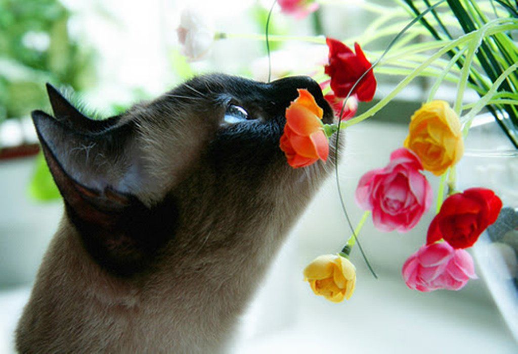 Siamese cat smelling pet friendly plant