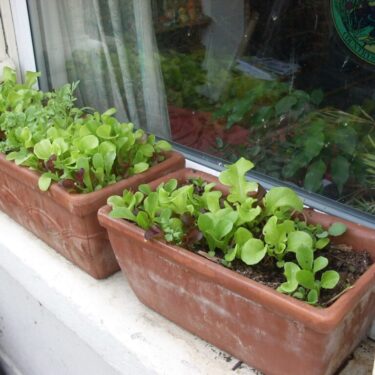 Plants in window planter pots