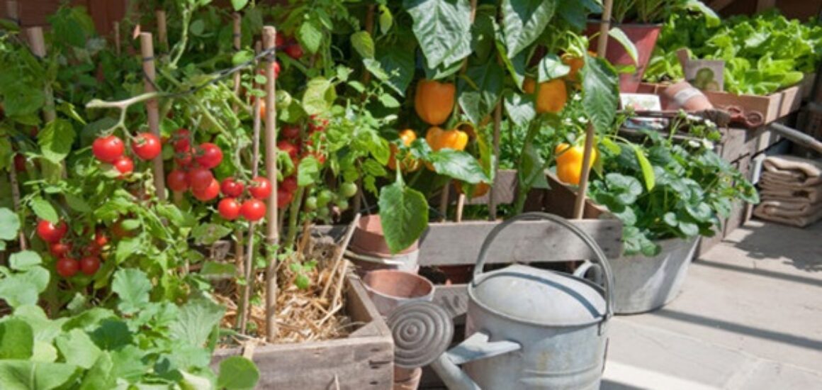 Small Veggie garden in pots