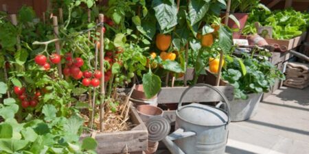 Small Veggie garden in pots