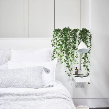 English Ivy Houseplants can help you Sleep