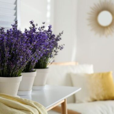 Lavender houseplants can help you sleep