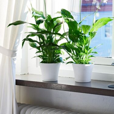 Peace Lily Houseplants help you Sleep